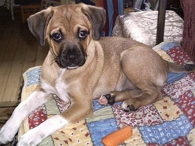 A brown with white and black Jug is laying on top of a blanket on an ottoman. There is a half eatten carrot next to it