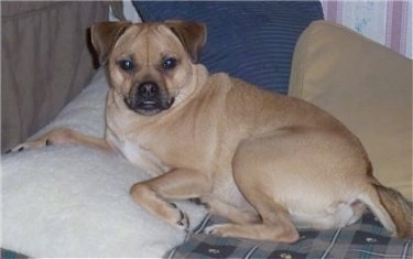 A tan Jug is laying on a bed with its paw over the top of a fuzzy white pillow and looking forward