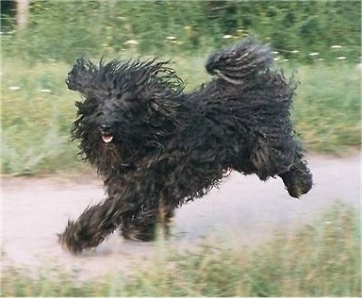 Kerry Blue Terrier Strong Dog ~ Top Dogs Breeds