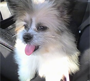 A happy looking white with grey Kimola puppy is sitting in the passenger side of a vehicle