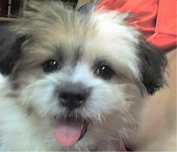 Close Up head shot - A white with grey and tan Kimola puppys face with its mouth open and tongue out