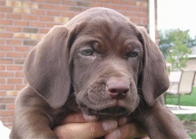 Weimaraner Puppies on Lab And Her Father Is A Pure Bred Weimaraner    She Is A Doll