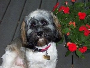 A white with black and brown Lacasapoo is sitting on a wooden deck next to a potted plant that has red flowers.