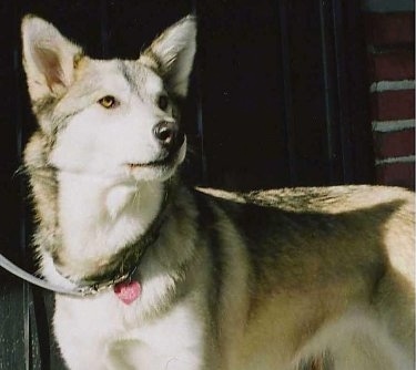 Husky Wolf Mix. my Husky / Timber Wolf mix