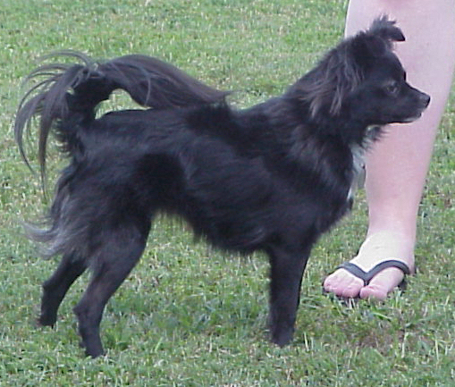 What breed of dogs other than Spitz have tails that curl over the back?