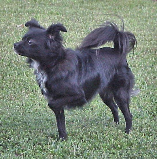 Left Profile - A black with white small dog standing in grass and it is pointing with one paw up in the air.