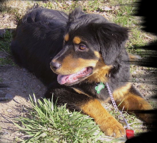 West Los Angeles, CA - Rottweiler/Chow.