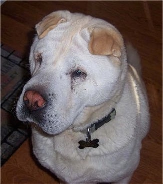 Close Up - Tres Joule the yellow Chow Pei is sitting next to a welcome mat on a hardwood floor and looking to the left