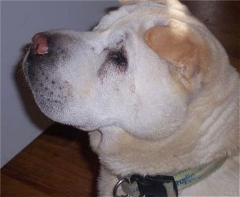 Close Up - Tres Joule the yellow Chow Pei is sitting on a hardwood floor and looking up and to the left