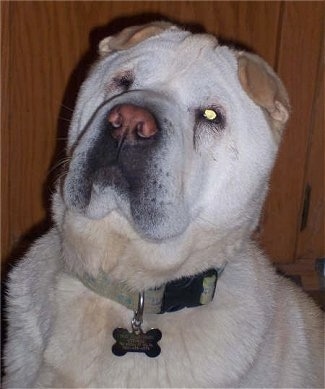 Close Up -  Tres Joule the yellow Chow Pei has one eye closed and is looking up at the camera holder