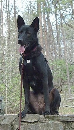 A black German Australian Shepherd is sitting looking pround on a stone wall. Its mouth is open and tongue is out.