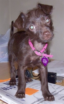 A chocolate Malchi puppy is standing on a white history book. Its head is tilted to the left. The puppy is wearing a hot pink collar with a purple tag hanging from it. Its coat is short with longer wiry looking hair on its head.