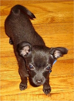 View from the top looking down - A black Malchi puppy is standing on a hardwood floor and looking up