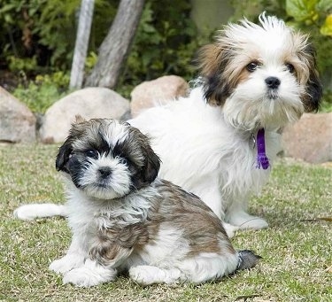 Shih+tzu+maltese+cross