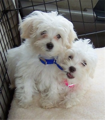 Maltipoo Puppies on Maltipoo Puppies   Davie In The Blue Collar And Katy In The Pink