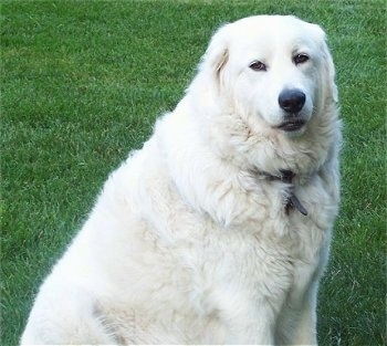 Close up upper body shot - A white Maremma Sheepdog is sitting in grass.