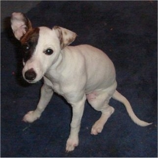 View from the top looking down - A white with brown and black Miniature Fox Terrier puppy is sitting on a blue carpet and it is looking up.