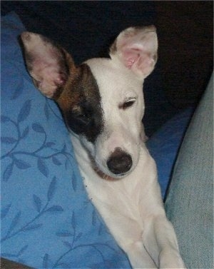 A white with brown and black Miniature Fox Terrier puppy is laying next to a person with a blue blanket on a gray couch.