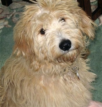 Close up upper body shot - A wavy, tan Miniature Goldendoodle is laying on a light green carpet and there is a coffee table in front of it.