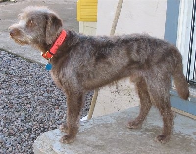 Side view - A brown Labradoodle is standing on a concrete step and it is looking to the left.