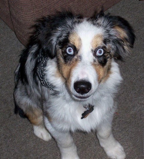 Australian Shepherd Puppies on Jinxy  The Miniature Australian Shepherd Puppy At 5 Months Old