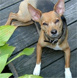 View from the top looking down - A black and tan with white Minnie Jack is laying on a wooden deck and it is looking up. There is a green plant off to the left of the image.