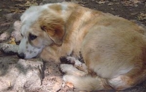 A tan with white Aussie/Golden Retriever puppy is laying down on top of rocks and looking to the left.