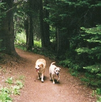 golden retriever mix. Golden Retriever mix lives