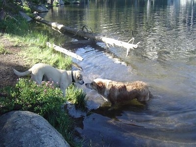 golden retriever lab mixes. Golden Retriever mix