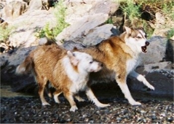 Aussie Husky