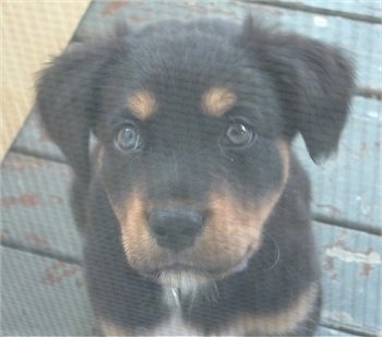Pictures of Mixed-Breed Dogs. Page 9. Blaze, a Rottweiler mix puppy at 4