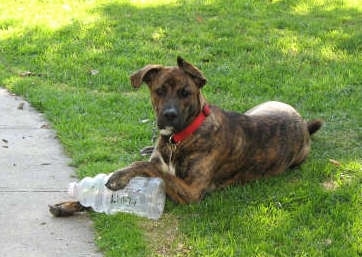 The left side of a brown brindle with white Box Heeler that is laying across grass.