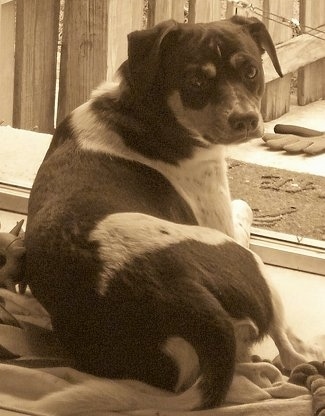 A Sepia toned image of a Mountain Feist laying in front of a sliding door on top of a blanket. There is a wooden privacy fence outside the door and a foot mat and one glove laying on the pavement.