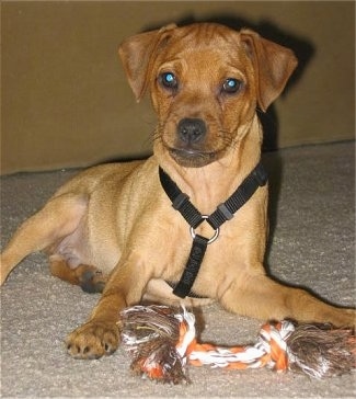 View from the front - A tan Muggin dog is wearing a black harness laying on a tan carpet looking forward with a rope toy in front of it.