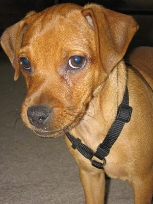 Close up upper body shot - A tan Muggin is standing on a carpet and it is wearing a black harness.