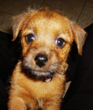 Norfolk Terrier Puppies on Norfolk Terrier Puppies   Reviews And Photos
