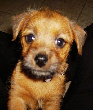 Close up head and upper body shot - A red Norfolk Terrier puppy is standing jumped up against the lap of a person and it is looking up.