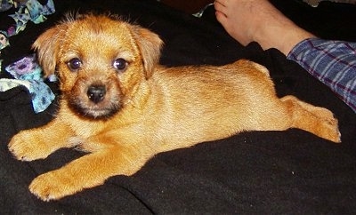 Norfolk Terrier Puppies on Norfolk Terrier Information And Pictures  Norfolk Pictures And Photos