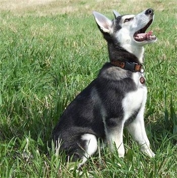  Images on Northern Inuit Dog Puppy At 14 Weeks Old    She Is A Fabulous Dog