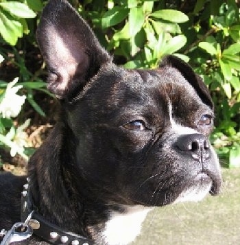 Close up head shot - A bully looking, brown brindle dog with a round head and short boxy muzzle standing in grass and looking to the right. its left ear is up and its right ear is flopped over.