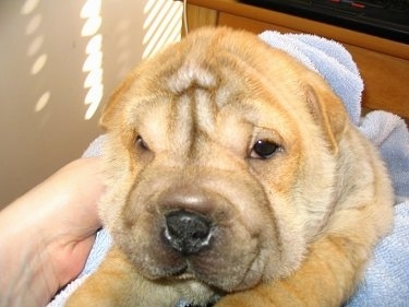 Close up head shot - An extra skinned, wrinkly, pudgy-looking, square snouted, tan Ori Pei is laying in a blue towel that a person is holding looking forward.