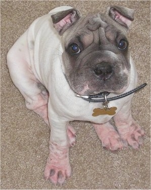 View from the top looking down at the dog - A tan with black Ori Pei is sitting on a carpet and it is looking up. The pup has small rose-ears, wrinkles on its head and a lot of extra skin.