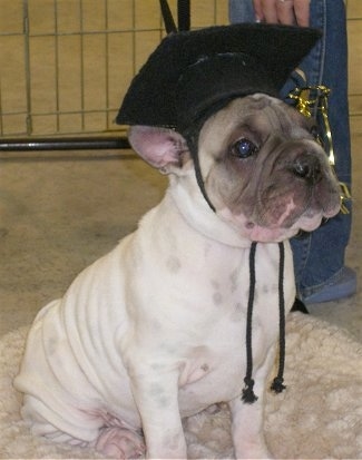 Front side view - A tan with black Ori Pei puppy is sitting on a dog bed and it is wearing a black graduation cap looking up and to the right. The puppy has a lot of extra skin.