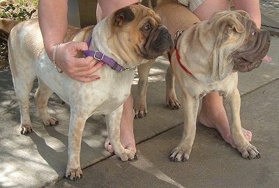 Two Ori Peis are standing on a concrete porch and behind them is a lady in a chair. The lady is holding the collar of the dogs. Both of the dogs are looking to the right.