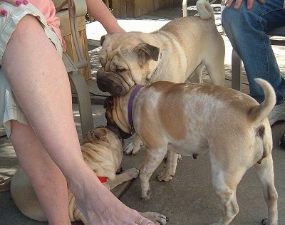 Three Ori Peis are standing and laying on a porch licking each others faces. There is a lady in a porch chair to the left of them and to the right of them there is another person sitting in a chair.