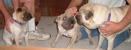 Three Ori Pei dogs are sitting on a carpet and they are being held by two people who are behind them.