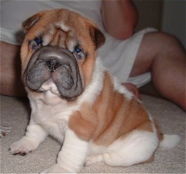 A thick-skinned, pudgy, wrinkly, extra skinned, white with red Ori Pei puppy is sitting on a carpet and behind it is a person sitting on the floor. The puppy is looking forward.