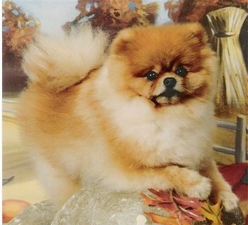 A thick-coated, tan with white Pomeranian is laying on top of a pillow and it is looking forward.