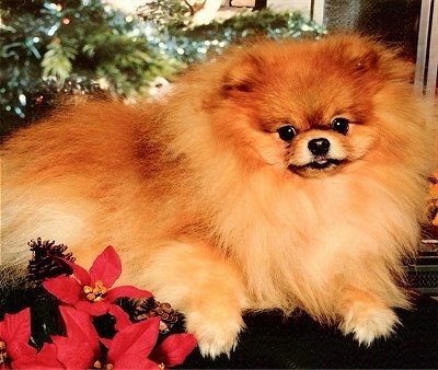 Close up - A thick coated red Pomeranian is laying across a table and behind it is a large mirror. There are red poinsettia flowers in front of it.