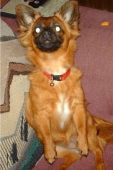 Front view - A red with white and black Paperanian puppy is sitting in the corner of a couch and it is looking up.